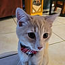 Walter joined the competition — help win amazing prizes! bow_tie, cat, chair, close_up, collar, curious, cute, domestic_animal, ears, floor, furniture, indoor, kitten, light_orange, pet, table, tile_floor, whiskers, white, young_cat