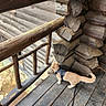 Walter is registered to the contest to win money with this photo: animal, balcony, beige, brown, cat, curious, daylight, exploration, feline, harness, leash, log_cabin, nature, outdoor, pet, rustic, texture, wood, wooden_floor, wooden_railing
