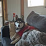 Kilo is registered to the contest to win money with this photo: dog, husky, couch, blanket, pillow, indoor, window, wooden_wall, red_shirt, pet, cozy, living_room, fur, resting, curious, home, furniture, relaxing, dog_clothing, domestic_animal