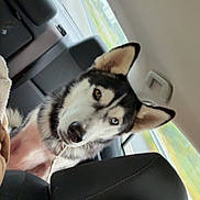 Kilo joined the competition — help win amazing prizes! dog, husky, car_interior, backseat, heterochromia, animal, pet, road, window, seat, headrest, fur, curly_hair, collar, leash, transportation, travel, road_trip, alert, looking