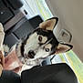 dog, husky, car_interior, backseat, heterochromia, animal, pet, road, window, seat, headrest, fur, curly_hair, collar, leash, transportation, travel, road_trip, alert, looking