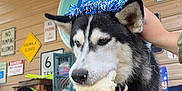 Kilo is registered to the contest to win money with this photo: dog, husky, party_hat, blue, bread, leash, outdoor, patio, sign, footwear, person, hand, fence, table, chair, celebration, pet, animal, canine, black_and_white