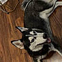 Kilo is registered to the contest to win money with this photo: dog, siberian_husky, pet, animal, indoor, floor, wooden_floor, black_and_white, blue_eyes, lying_down, happy, smiling, ears_up, collar, domestic_animal, fur, canine, house, home, flooring