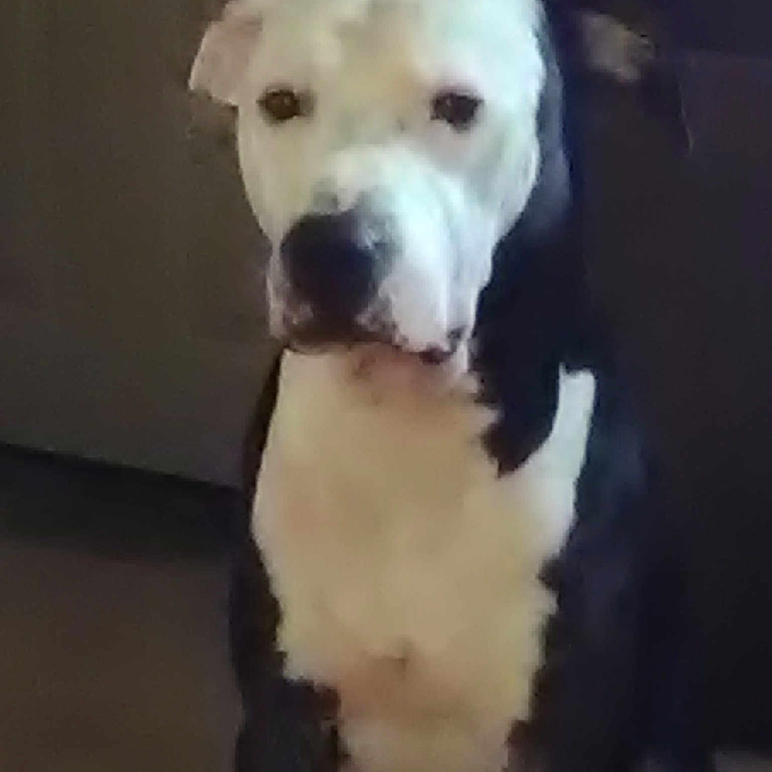 Zues Jr.
