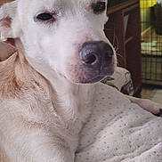 Smokeyjoe is registered to the contest to win money with this photo: animal, blanket, canine, close_up, comfort, cozy, crate, dog, ear, fur, furniture, home, indoor, light_colored, muzzle, pet, portrait, relaxed, resting, whiskers