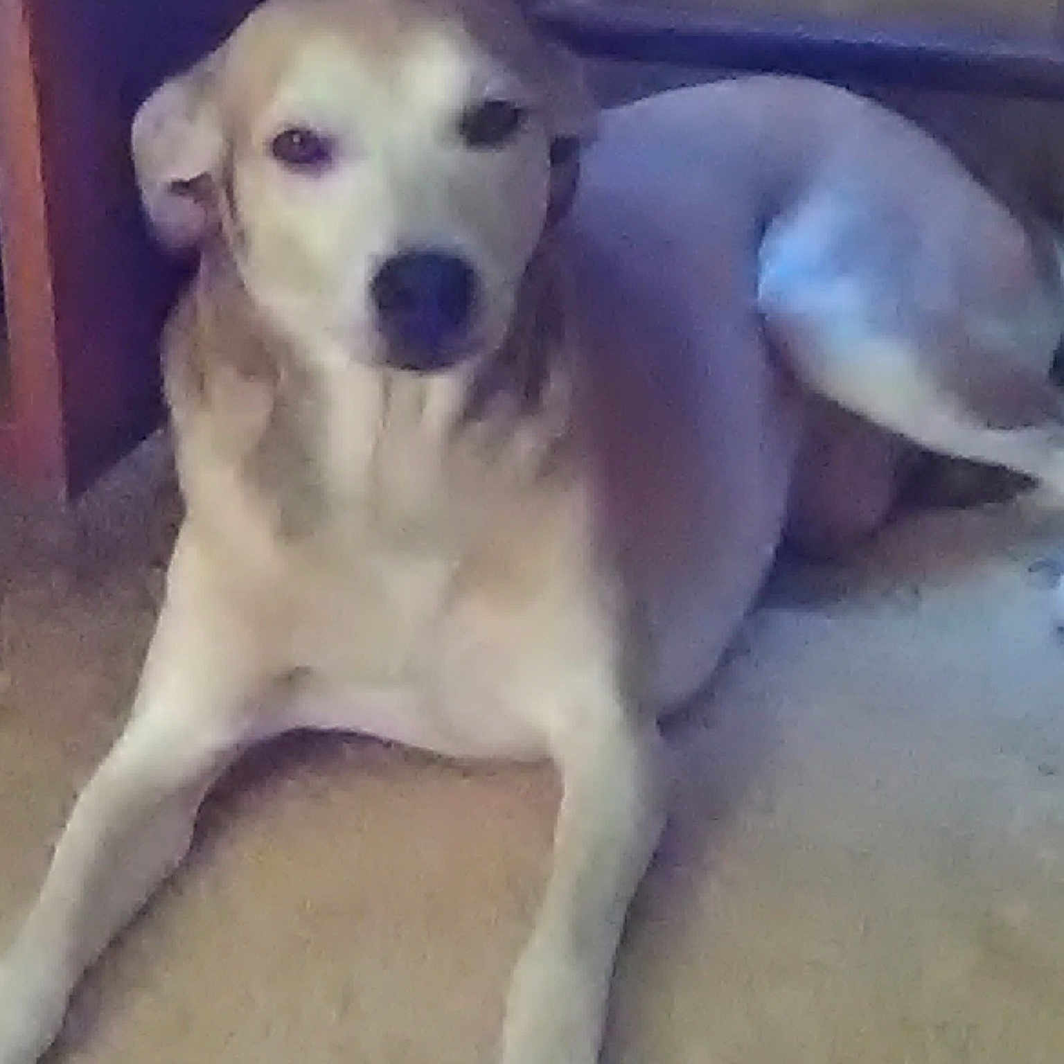 Smokeyjoe