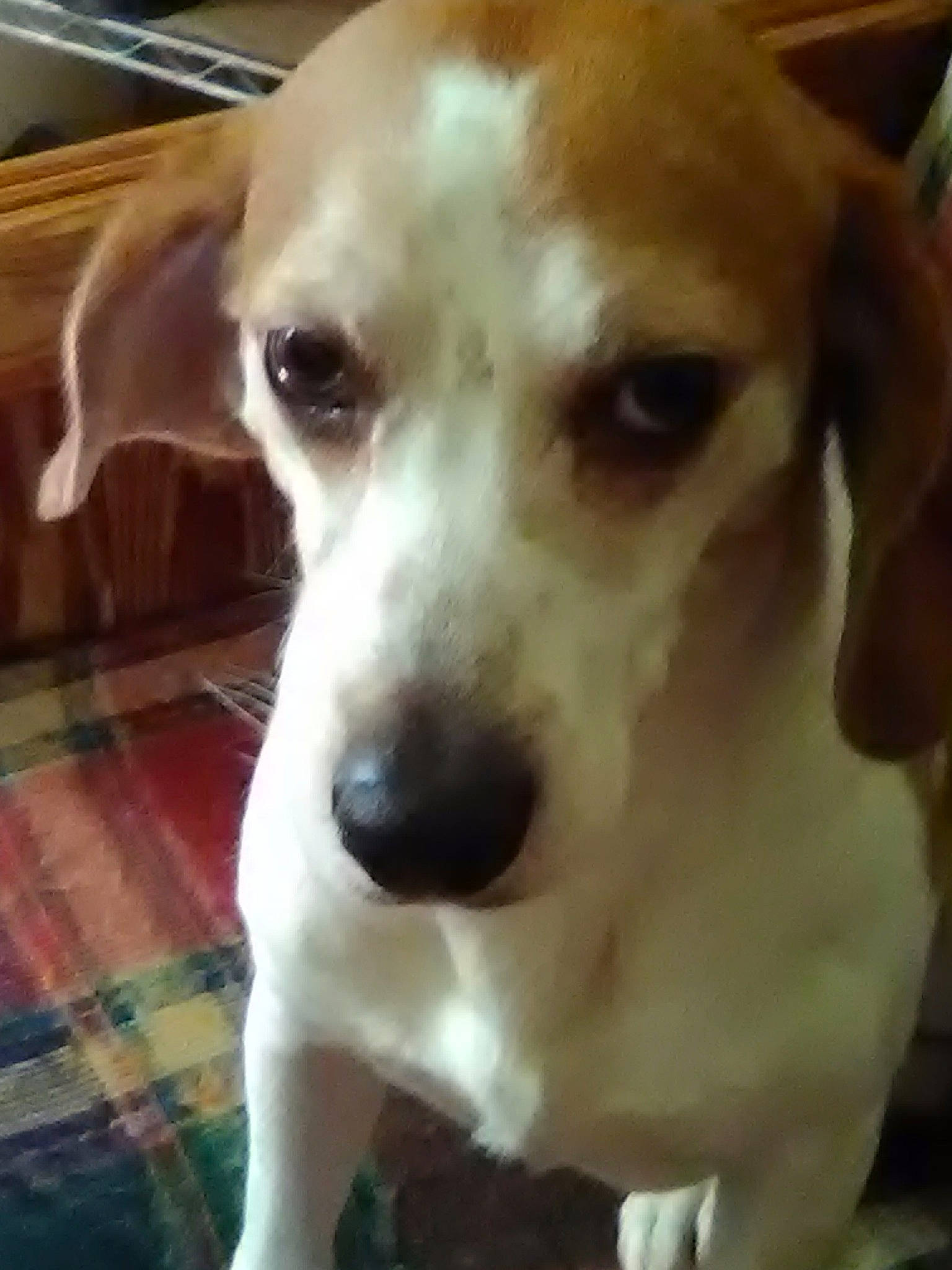 Buddy joined the competition — help win amazing prizes! beagador, beagle, canidae, carnivore, companion_dog, dog, dog_breed, ear, eye, fawn, mammal, nose, puppy, puppy_love, rare_breed_dog, russell_terrier, snout, sporting_group, vertebrate, whiskers