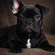 Bruno joined the competition — help win amazing prizes! adorable, animal, black_dog, brown_background, close_up, companion, cute, dog, domestic_animal, ears, expressive_eyes, face, french_bulldog, fur, lying_down, pet, portrait, puppy, soft_texture, young_dog