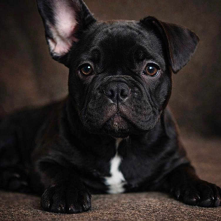 Bruno