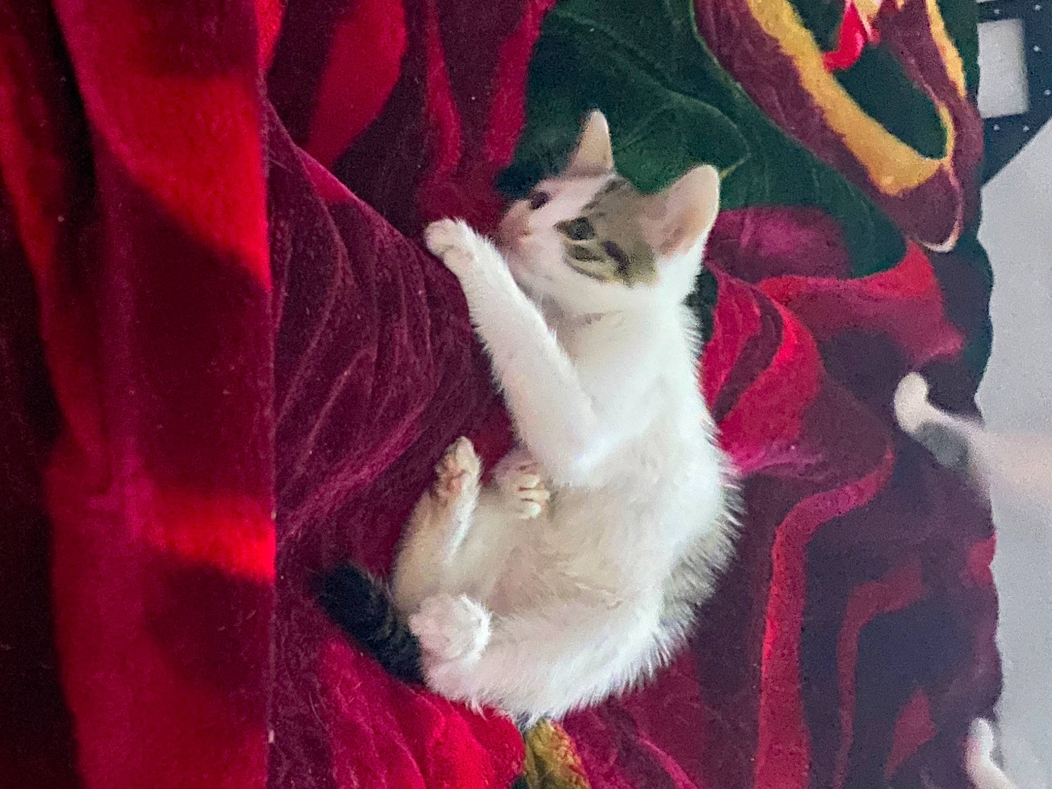 Mio participe au concours pour gagner de l'argent avec cette photo : carnivore, cat, comfort, domestic_short_haired_cat, fawn, felidae, fur, lap, linens, magenta, pattern, paw, pink, plant, purple, red, small_to_medium_sized_cats, tail, textile, whiskers