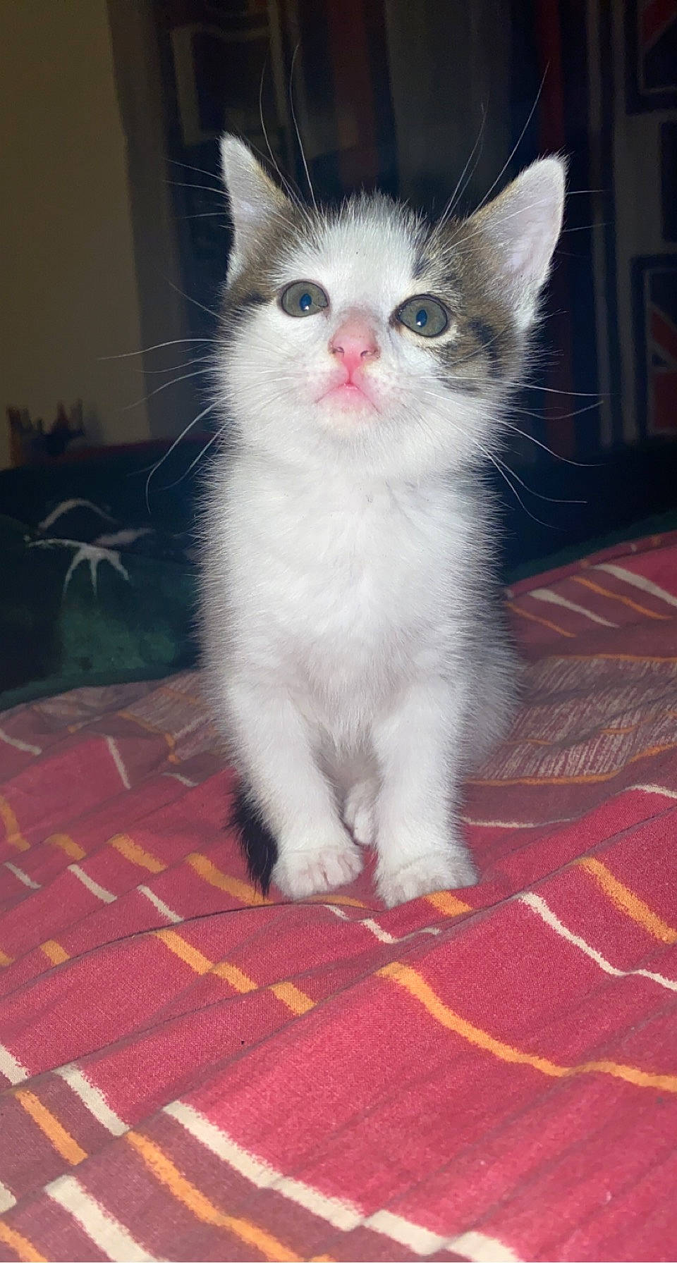 Mio participe au concours pour gagner de l'argent avec cette photo : carnivore, carpet, cat, claw, domestic_short_haired_cat, eye, felidae, flooring, fur, paw, plant, sitting, small_to_medium_sized_cats, snout, tail, whiskers