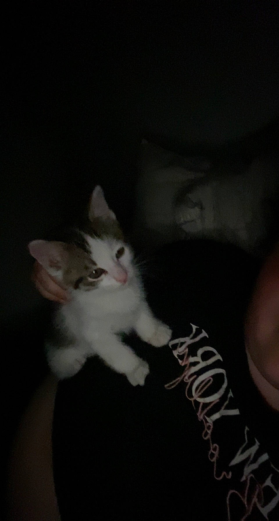 Mio participe au concours pour gagner de l'argent avec cette photo : carnivore, cat, chest, comfort, darkness, domestic_short_haired_cat, ear, elbow, felidae, flash_photography, foot, fur, gesture, grey, human_leg, paw, small_to_medium_sized_cats, t_shirt, tail, whiskers