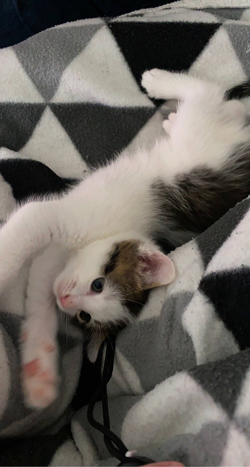 Mio participe au concours pour gagner de l'argent avec cette photo : carnivore, cat, claw, comfort, domestic_short_haired_cat, felidae, foot, fur, mammal, mustelidae, nap, pattern, paw, small_to_medium_sized_cats, snout, tail, terrestrial_animal, vertebrate, whiskers, white