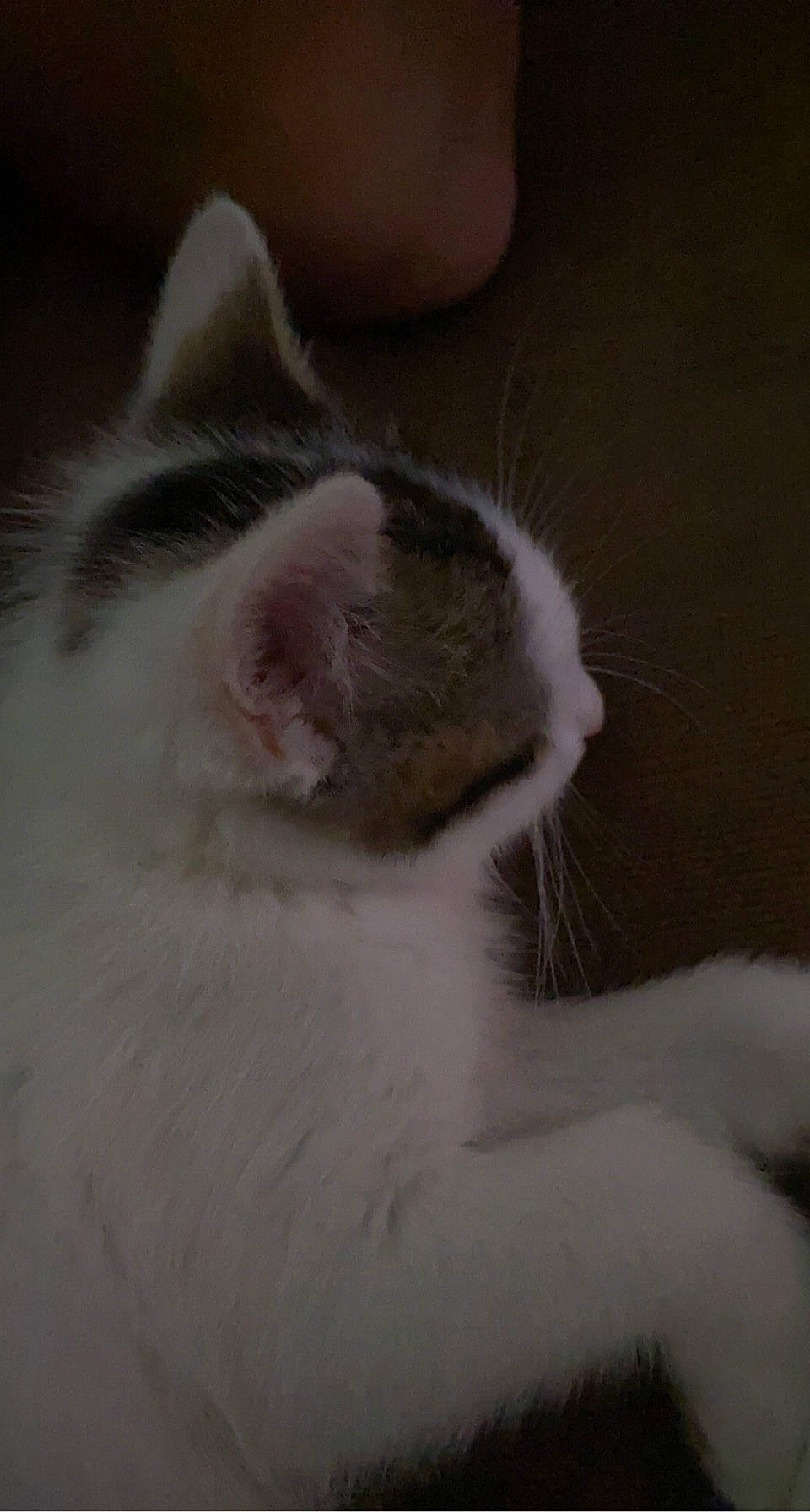 Mio a rejoint le concours — aidez-le/la à gagner de superbes lots ! carnivore, cat, domestic_short_haired_cat, ear, eye, fang, felidae, fur, grey, hair, head, human_body, paw, small_to_medium_sized_cats, snout, tail, whiskers