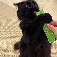 Lola is registered to the contest to win money with this photo: cat, black_cat, pet, indoor, carpet, floor, treat, hand, licking, fur, whiskers, animal, cute, feline, domestic, playful, standing, closeup, house, interaction