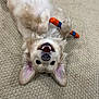 Boone is registered to the contest to win money with this photo: dog, puppy, golden_retriever, carpet, toy, chew_toy, playful, smiling, lying_down, upside_down, indoor, pet, cute, fur, ears, paws, teeth, happy, animal, domestic