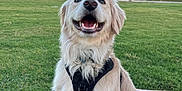Boone is registered to the contest to win money with this photo: dog, golden_retriever, puppy, grass, leash, sunset, outdoor, happy, smiling, canine, pet, nature, lake, sky, greenery, animal, collar, harness, sitting, person_leg