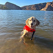 Boone joined the competition — help win amazing prizes! dog, water, life_jacket, lake, mountains, outdoor, sunny, happy, pet, animal, nature, wet, summer, recreation, adventure, canine, scenic, blue_sky, daytime, landscape