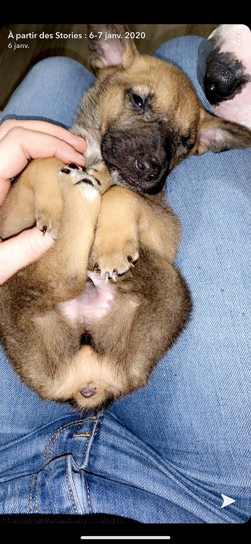 Niro a rejoint le concours — aidez-le/la à gagner de superbes lots ! black_mouth_cur, canidae, carnivore, dog, dog_breed, fawn, mammal, norwegian_elkhound, paw, puppy, puppy_love, vertebrate