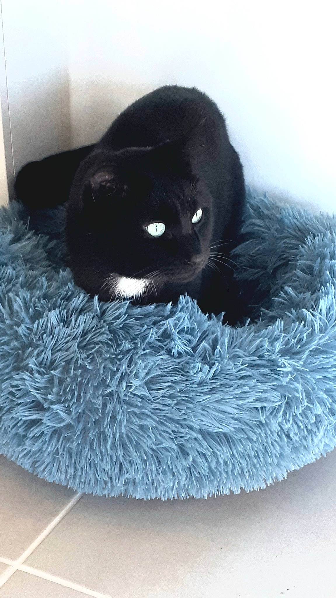 Loki participe au concours pour gagner de l'argent avec cette photo : art, black_cat, carnivore, cat, cat_supply, comfort, dog_breed, electric_blue, felidae, fur, grey, small_to_medium_sized_cats, snout, stuffed_toy, tail, terrestrial_animal, toy, whiskers, wool, woolen