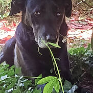Raven a rejoint le concours — aidez-le/la à gagner de superbes lots ! dog, black_dog, plant, leaf, greenery, outdoor, nature, animal, pet, canine, grass, foliage, curious, muzzle, ears, snout, sitting, daylight, closeup, portrait