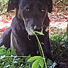 dog, black_dog, plant, leaf, greenery, outdoor, nature, animal, pet, canine, grass, foliage, curious, muzzle, ears, snout, sitting, daylight, closeup, portrait
