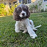 animal, canine, collar, cute, daylight, dog, domestic, front_yard, fur, garden, grass, greenery, house, nature, outdoor, pet, portrait, relaxed, sunlight, young_dog