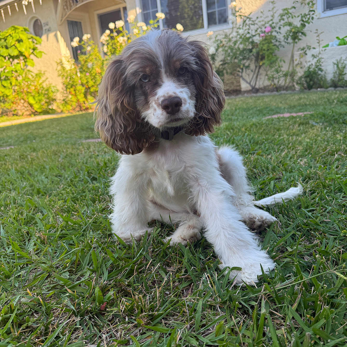 Milo