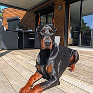 Upper participe au concours pour gagner de l'argent avec cette photo : dog, doberman, pet, canine, black_and_tan, sitting, lying_down, portrait, outdoor, deck, patio, house, modern_home, wooden_floor, sunlight, ears, paws, short_hair, guard_dog, animal