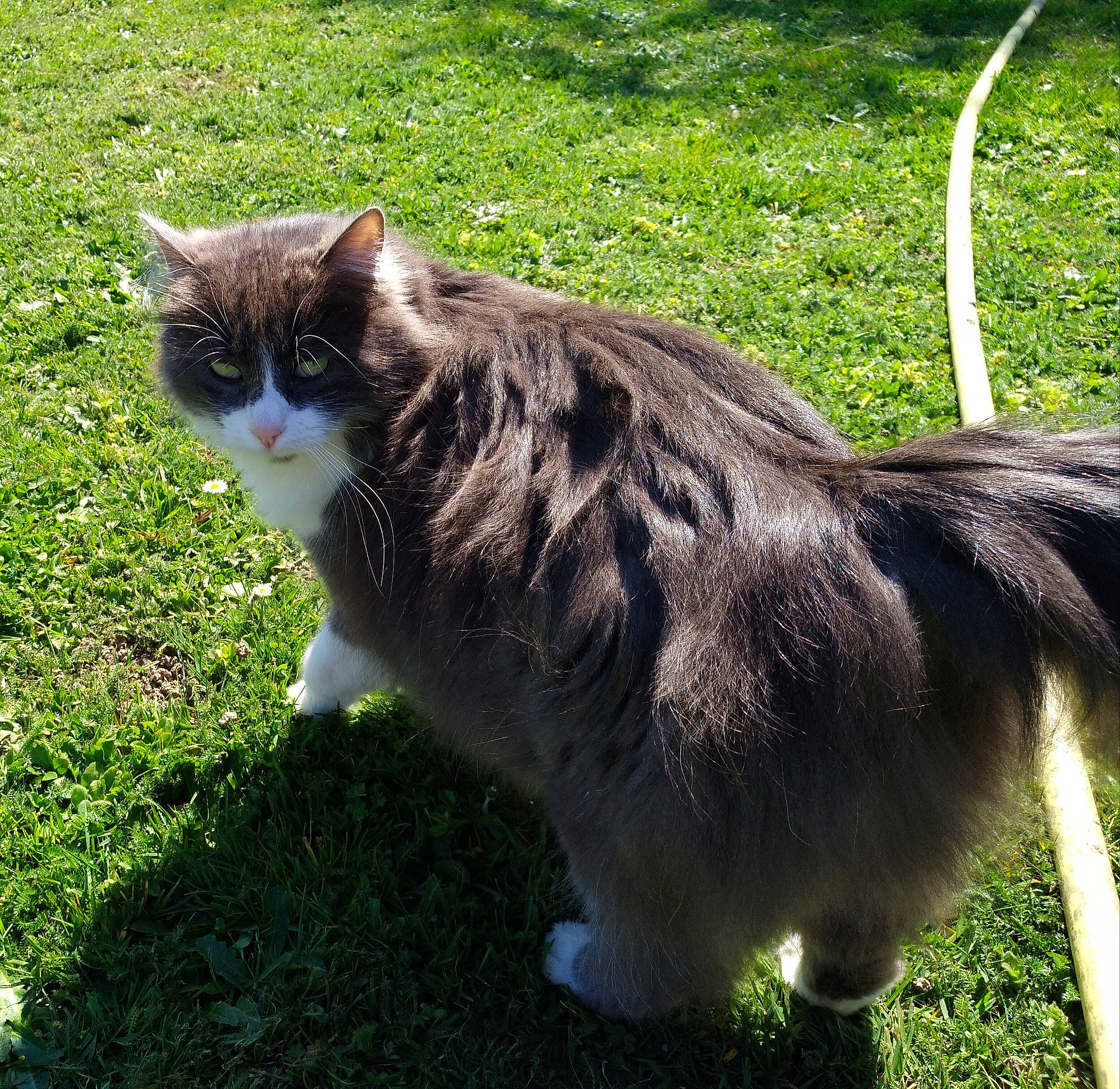 Nelson
