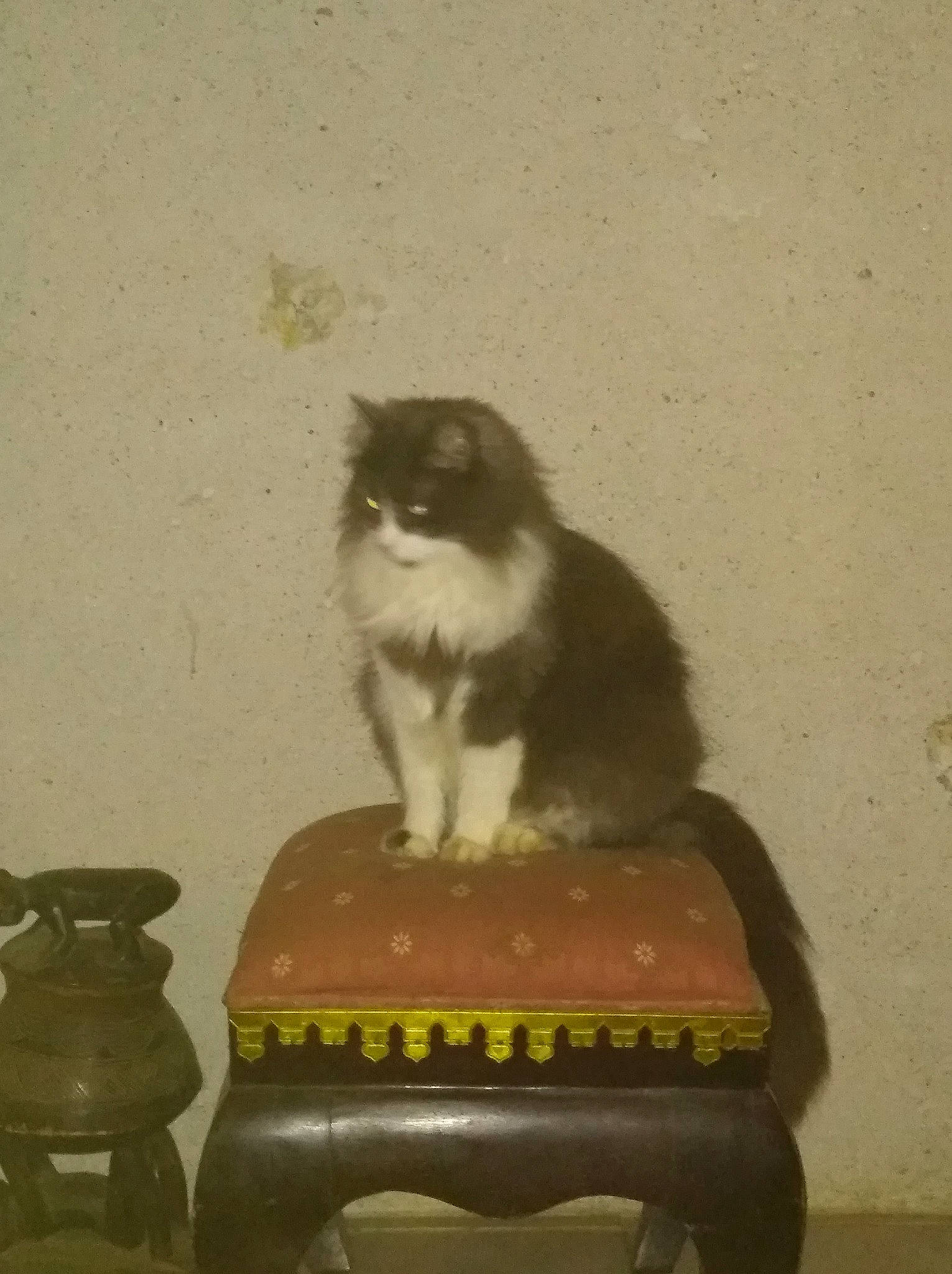 Nelson a rejoint le concours — aidez-le/la à gagner de superbes lots ! carnivore, cat, domestic_short_haired_cat, felidae, kitten, norwegian_forest_cat, persian, small_to_medium_sized_cats, whiskers