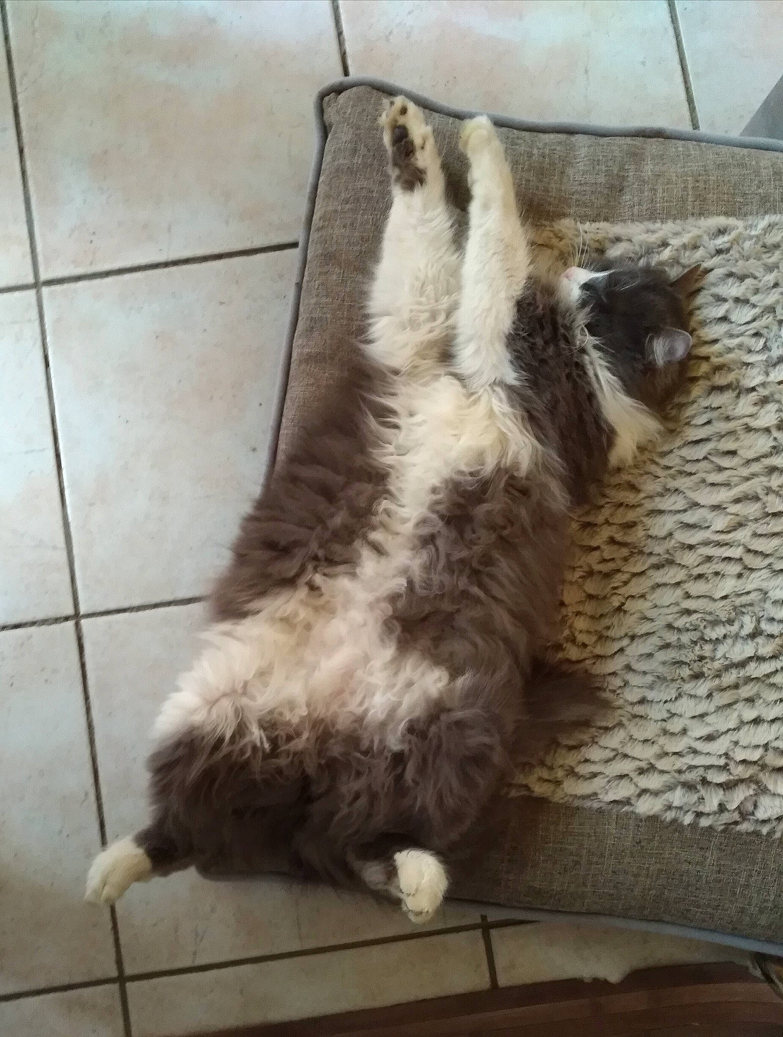 Nelson participe au concours pour gagner de l'argent avec cette photo : canidae, carnivore, cat, dog, dog_breed, felidae, fur, mammal, small_to_medium_sized_cats, tail