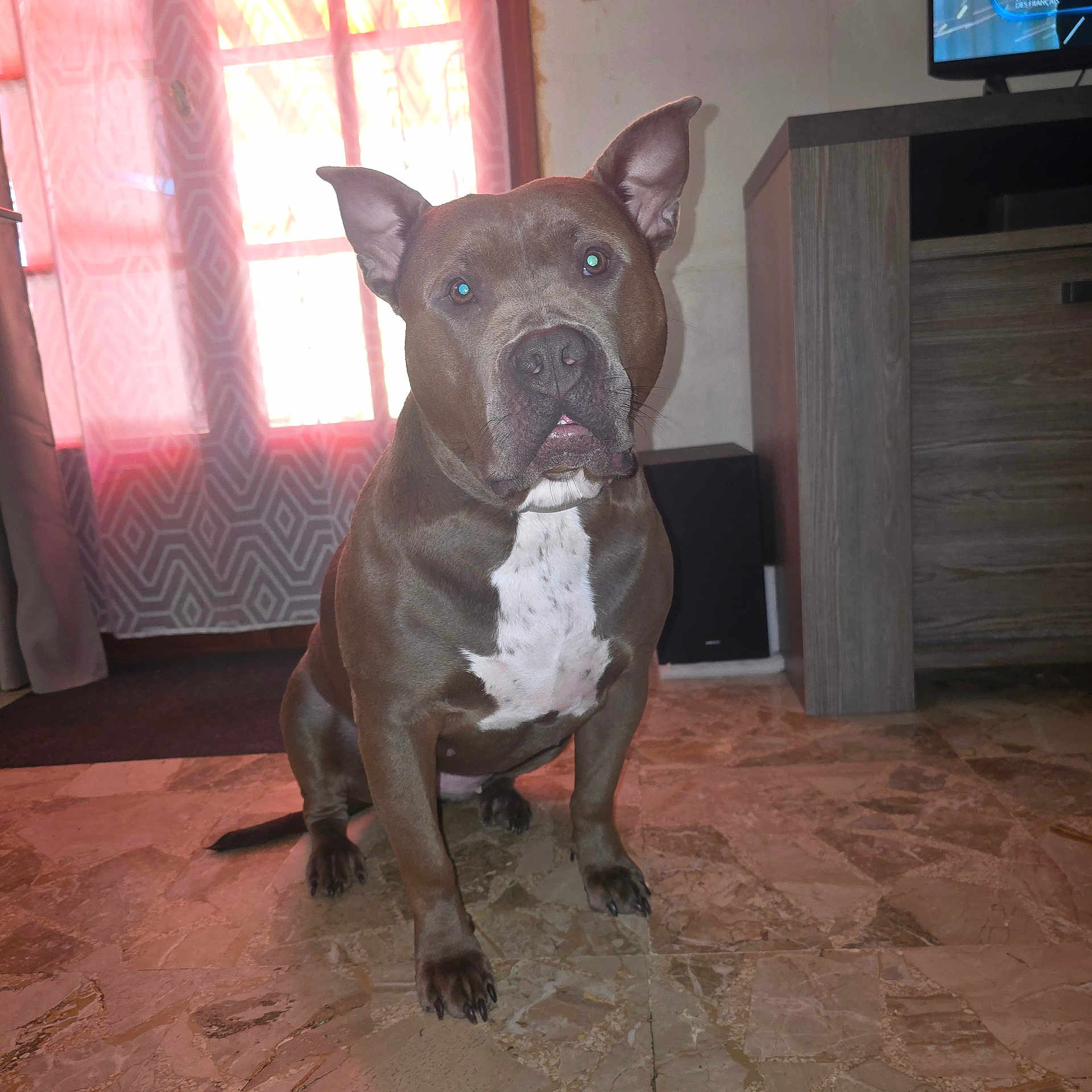 Isis participe au concours pour gagner de l'argent avec cette photo : dog, canine, sitting, indoors, living_room, portrait, brown_fur, white_chest, pointed_ears, open_mouth, tongue, front_view, pet, animal, floor, television, furniture, window, curtains, home