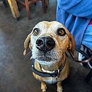 Holly is registered to the contest to win money with this photo: dog, pet, indoor, brown, collar, leash, animal, canine, closeup, floor, furniture, wooden_chair, curious, nose, ears, whiskers, waiting, looking_up, domestic, companion