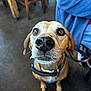 dog, pet, indoor, brown, collar, leash, animal, canine, closeup, floor, furniture, wooden_chair, curious, nose, ears, whiskers, waiting, looking_up, domestic, companion