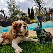 Plymouth a rejoint le concours — aidez-le/la à gagner de superbes lots ! dog, cavalier_king_charles, rabbit_statue, statue, garden, pool, swimming_pool, artificial_grass, grass, patio, outdoor, sky, clouds, tree, palm_tree, plant_pot, pet, relaxed, collar, decor