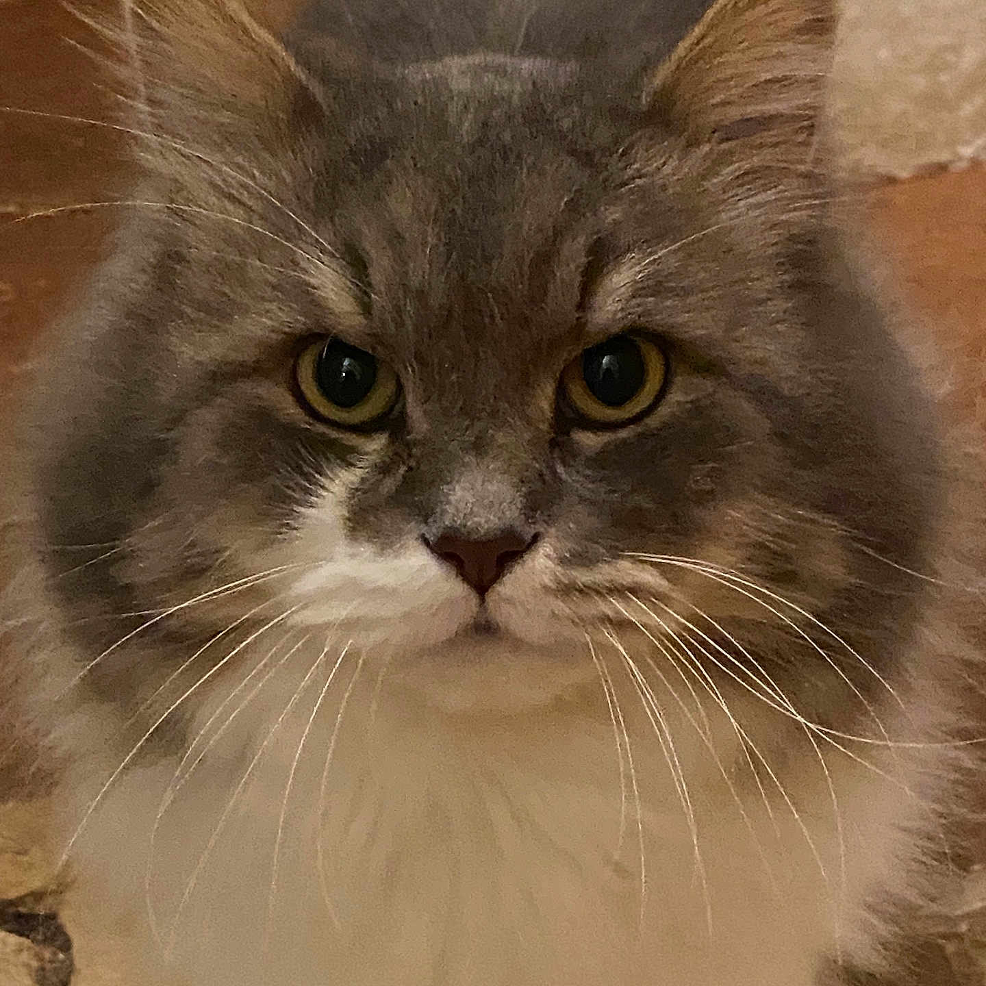 Lulu participe au concours pour gagner de l'argent avec cette photo : abyssinian, angora, animal, architecture, brasssection, brick, building, cat, hardwood, horn, indoors, kitten, manx, musicalinstrument, pet, rock, slate, snout, wall, wood