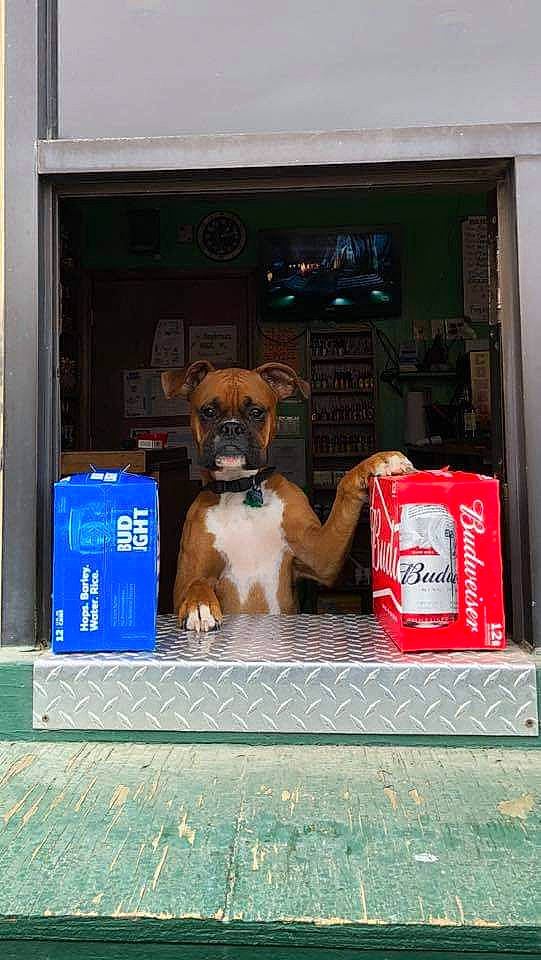 Boomer joined the competition — help win amazing prizes! aluminum_can, beverage_can, box, canidae, carbonated_soft_drinks, carnivore, coca_cola, cola, collar, companion_dog, dog, dog_breed, dog_supply, drink, pet_supply, snout, sporting_group, tin_can, toy_dog, working_animal