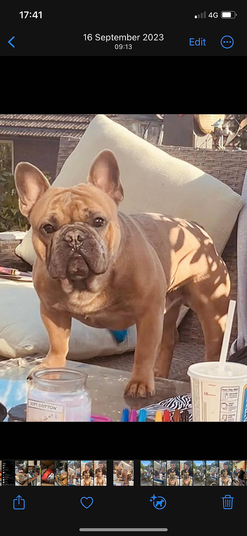 Grinch joined the competition — help win amazing prizes! ancient_dog_breeds, bulldog, canidae, carnivore, companion_dog, dog, dog_breed, fawn, french_bulldog, molosser, non_sporting_group, snout, sporting_group, terrestrial_animal, toy_dog, whiskers, working_animal, working_dog, wrinkle