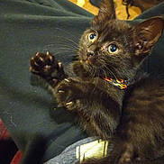 Cat is registered to the contest to win money with this photo: black_kitten, cat, pet, animal, feline, claws, whiskers, collar, indoor, curious, young, cute, fur, eyes, playful, resting, cozy, fabric, closeup, paw