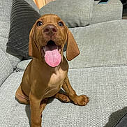 Sunny joined the competition — help win amazing prizes! puppy, dog, brown, tongue_out, sitting, couch, indoor, pet, cute, happy, canine, ears, animal, young, domestic_animal, fur, snout, paw, living_room, home