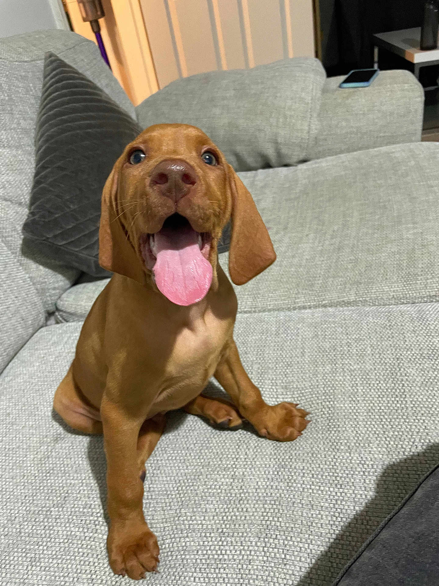 Sunny joined the competition — help win amazing prizes! puppy, dog, brown, tongue_out, sitting, couch, indoor, pet, cute, happy, canine, ears, animal, young, domestic_animal, fur, snout, paw, living_room, home