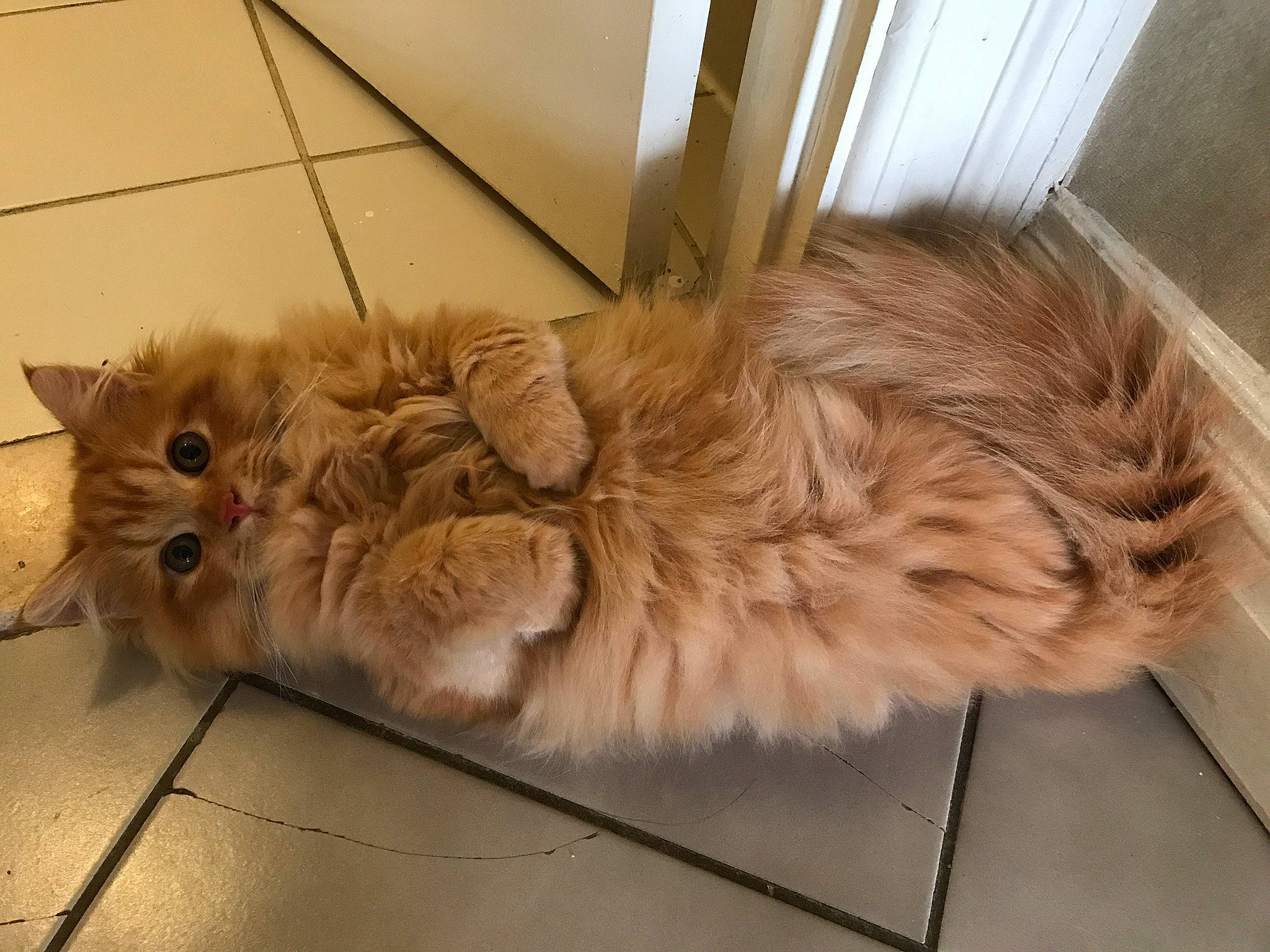 Tiger joined the competition — help win amazing prizes! carnivore, cat, comfort, companion_dog, dog_breed, fawn, felidae, floor, flooring, fur, hardwood, liver, paw, small_to_medium_sized_cats, snout, sporting_group, tail, terrestrial_animal, whiskers, wood