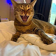 Lana is registered to the contest to win money with this photo: cat, tabby, fangs, yawning, bed, blanket, indoor, pet, feline, fur, whiskers, relaxed, comfort, paw, sleepy, cozy, domestic, animal, resting, cute