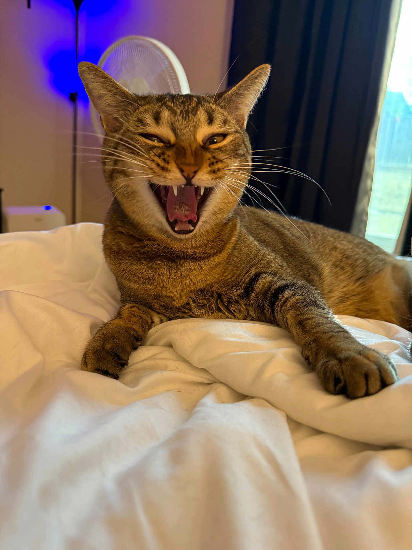 Lana is registered to the contest to win money with this photo: cat, tabby, fangs, yawning, bed, blanket, indoor, pet, feline, fur, whiskers, relaxed, comfort, paw, sleepy, cozy, domestic, animal, resting, cute