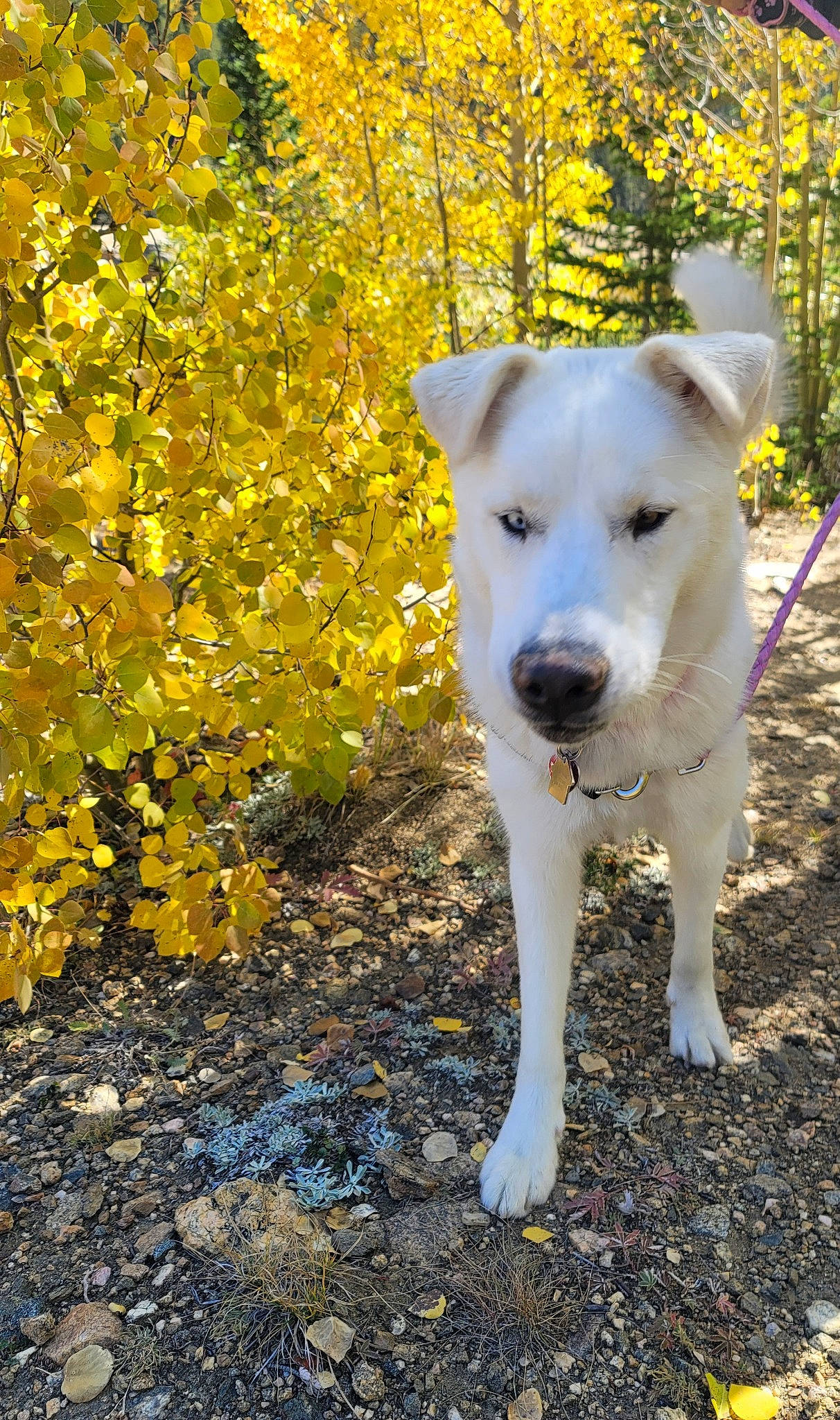 Daisy-mae joined the competition — help win amazing prizes! canidae, carnivore, collar, companion_dog, deciduous, dog, dog_breed, fawn, grass, plant, snout, soil, sporting_group, street_dog, tail, terrestrial_animal, tree, twig, whiskers, working_animal