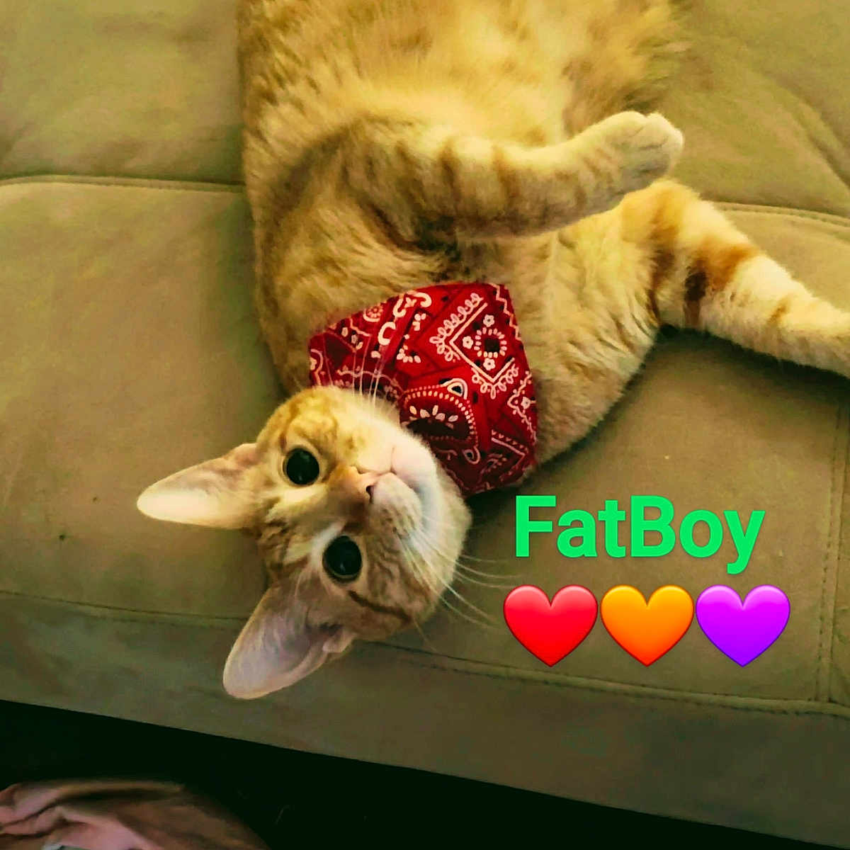 Photographers Names Support Fatboy in Cat Photo Contest - Cash