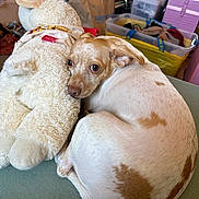 Honey is registered to the contest to win money with this photo: dog, stuffed_animal, sheep_plush, curled_up, brown_and_white_fur, indoor, couch, cluttered_room, plastic_storage_bin, fabric, toy, pet, animal, furniture, relaxed, looking, ears, snout, eyes, resting