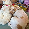 dog, stuffed_animal, sheep_plush, curled_up, brown_and_white_fur, indoor, couch, cluttered_room, plastic_storage_bin, fabric, toy, pet, animal, furniture, relaxed, looking, ears, snout, eyes, resting