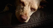 Honey joined the competition — help win amazing prizes! dog, sleeping, closeup, pet, animal, face, relaxation, cozy, calm, fur, portrait, rest, canine, cute, domestic_animal, peaceful, indoor, soft_light, dark_background, snout